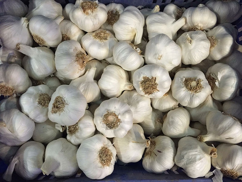 Garlic,蒜頭