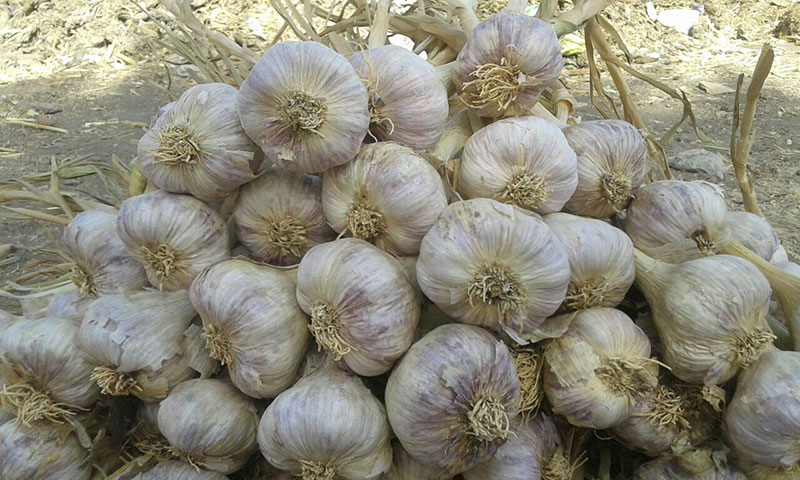 Garlic,蒜頭